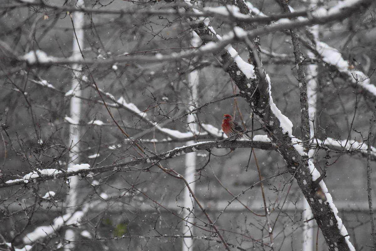 House Finch - ML526274401