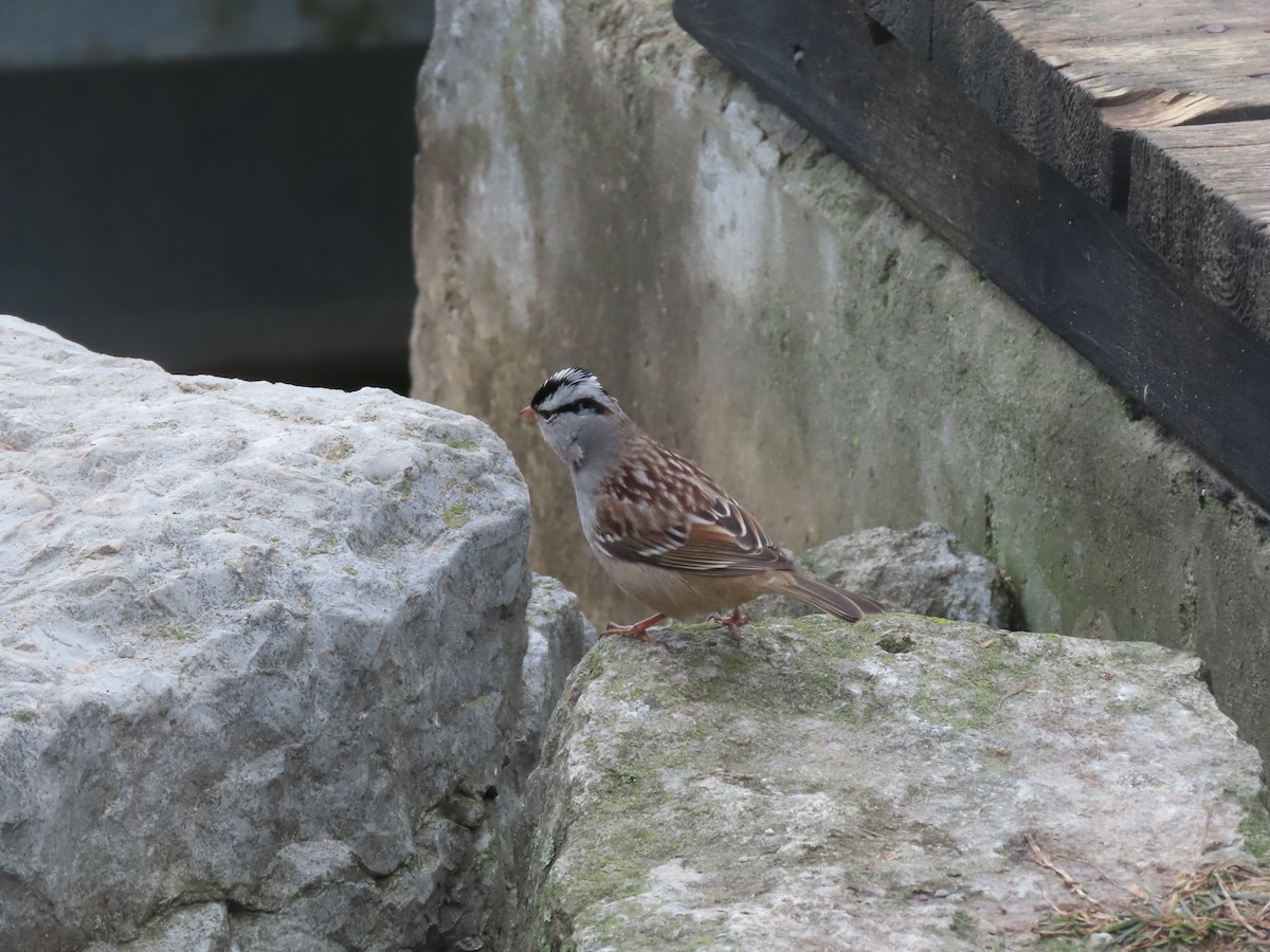 White-crowned Sparrow - Kathryn Mills