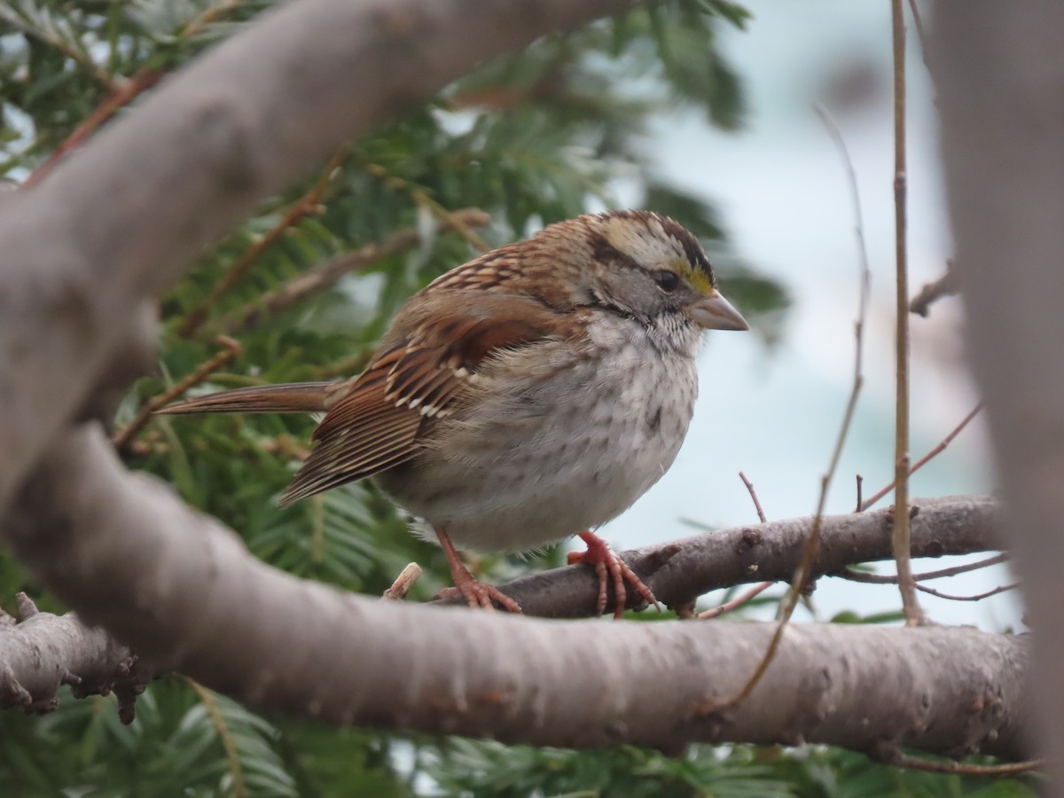 White-throated Sparrow - ML526274941