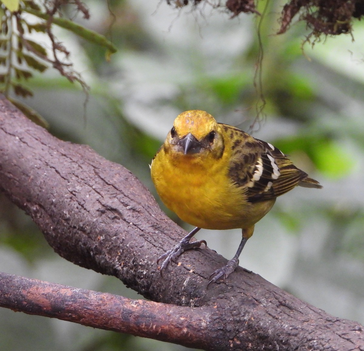 Flame-colored Tanager - Shirley Andrews