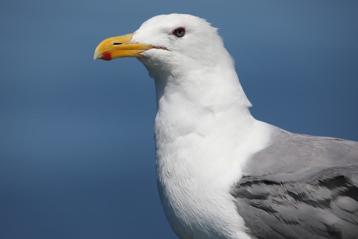 Western/Glaucous-winged Gull - ML526279131