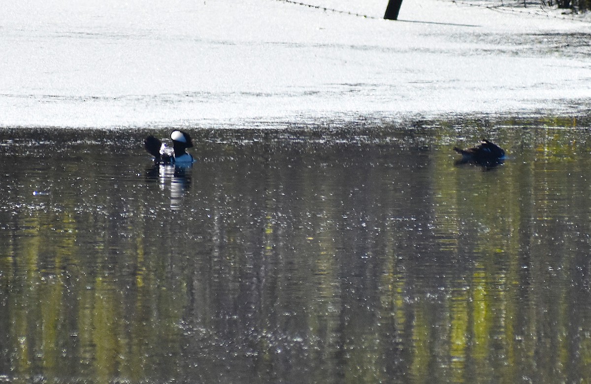 Hooded Merganser - ML526280141