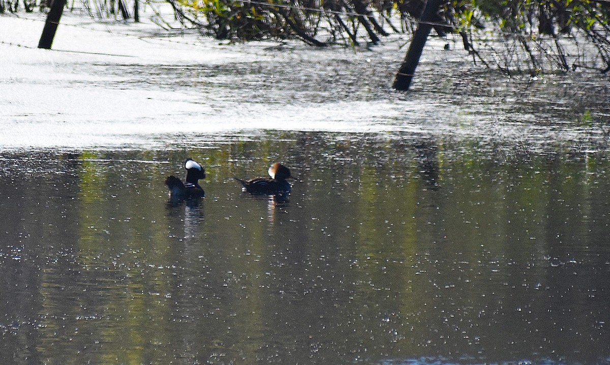 Hooded Merganser - ML526280211