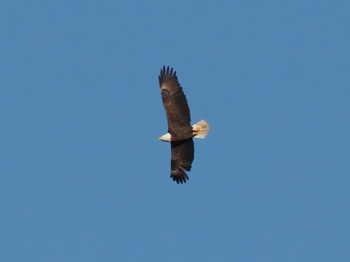 Bald Eagle - ML526280451