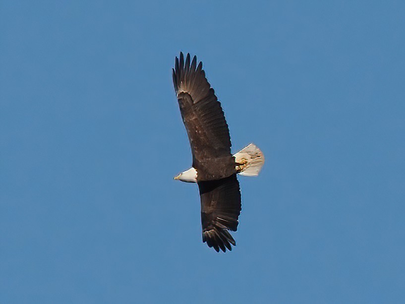 Bald Eagle - ML526280461