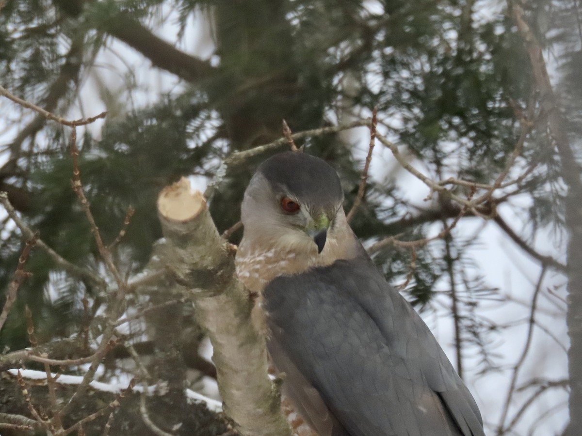 Cooper's Hawk - ML526280591