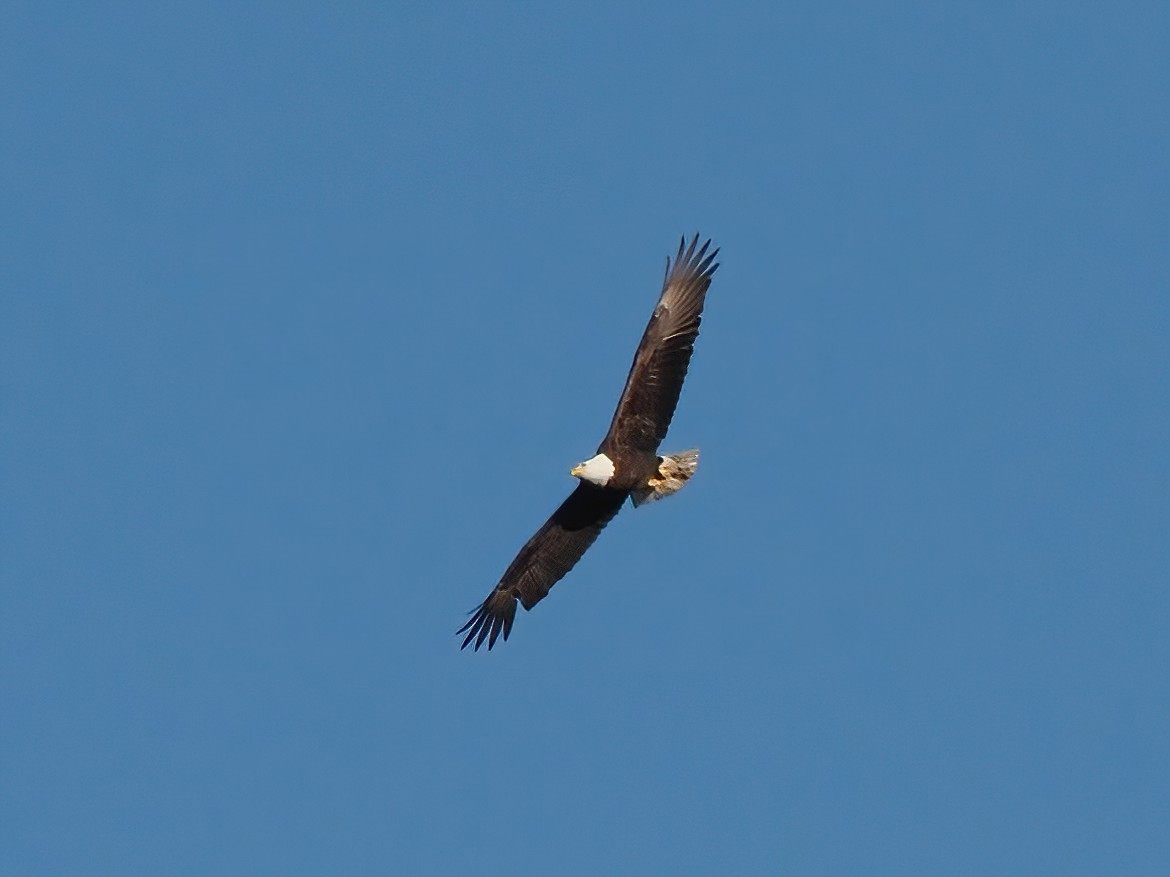 Bald Eagle - ML526280631