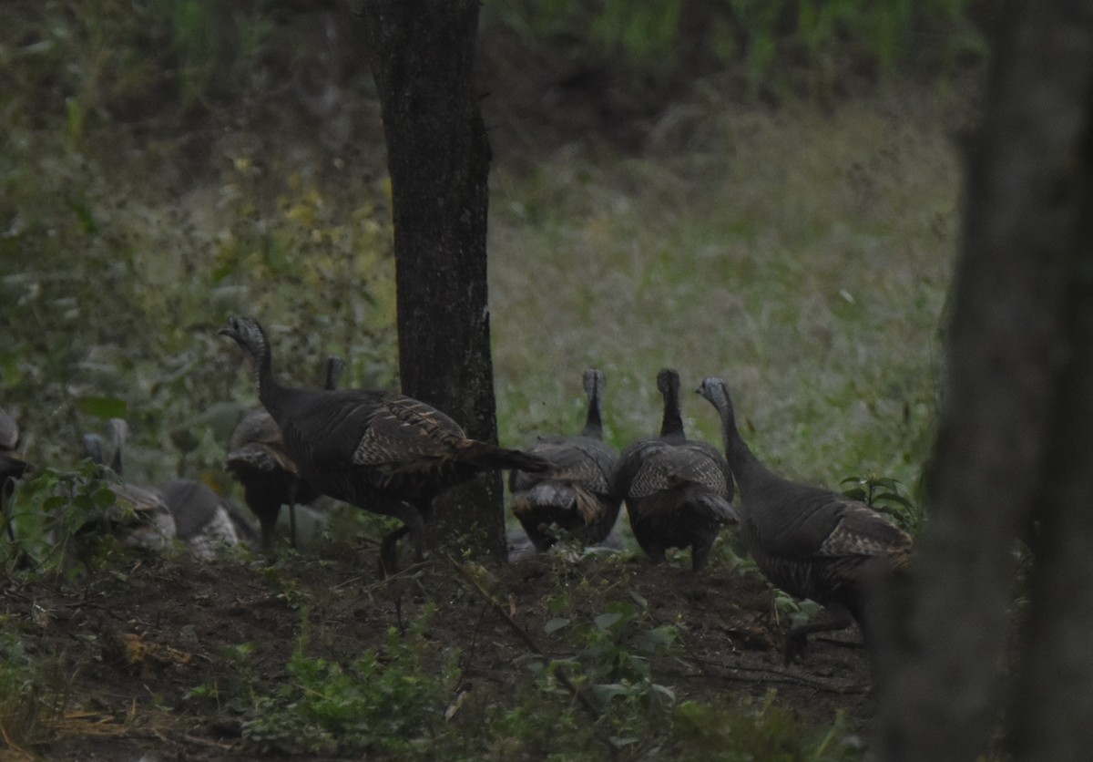 Wild Turkey - ML526281021