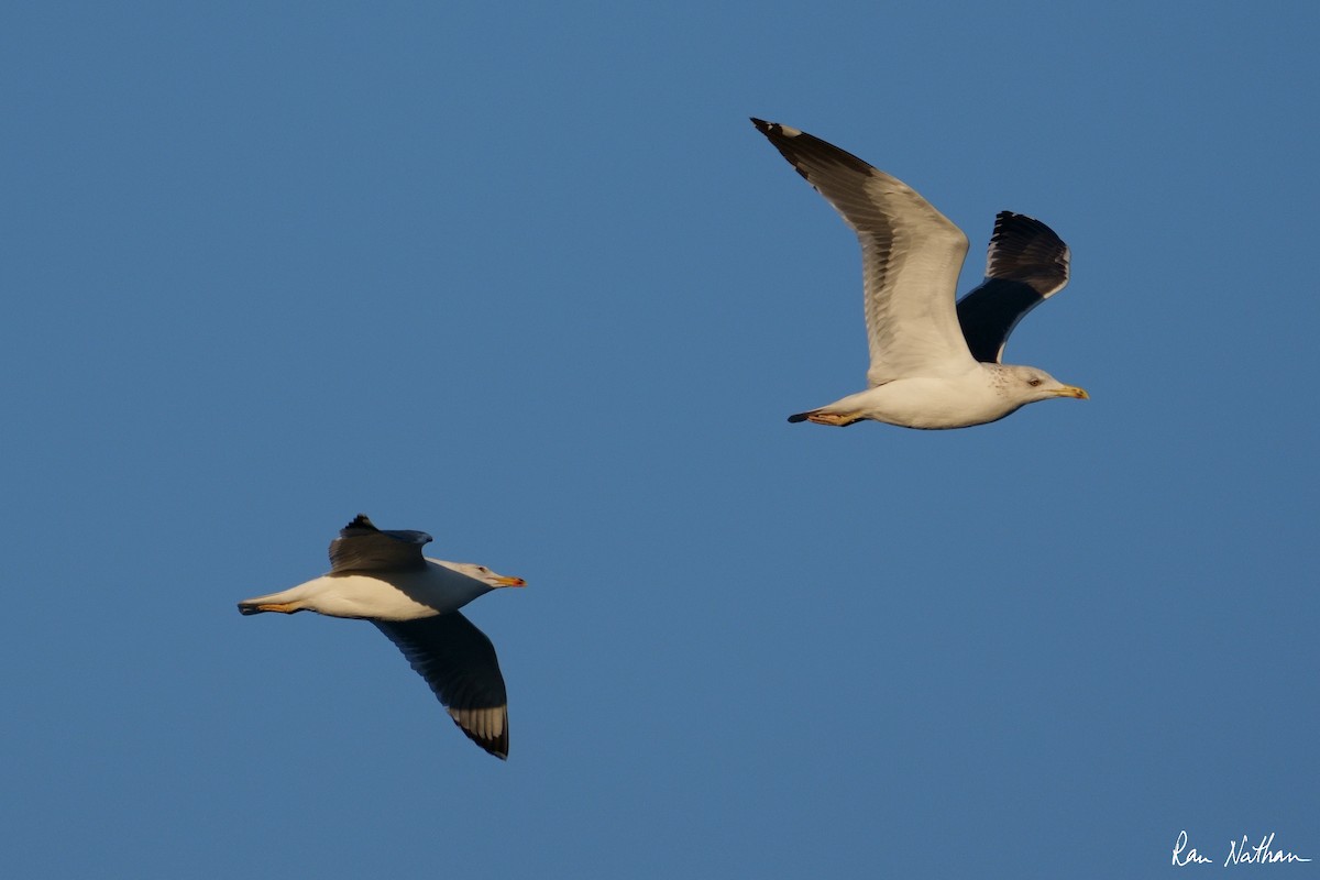 Lesser Black-backed Gull - Ran Nathan