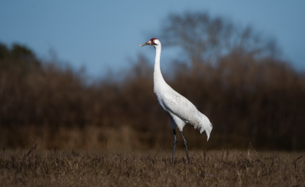 Whooping Crane - ML526282201