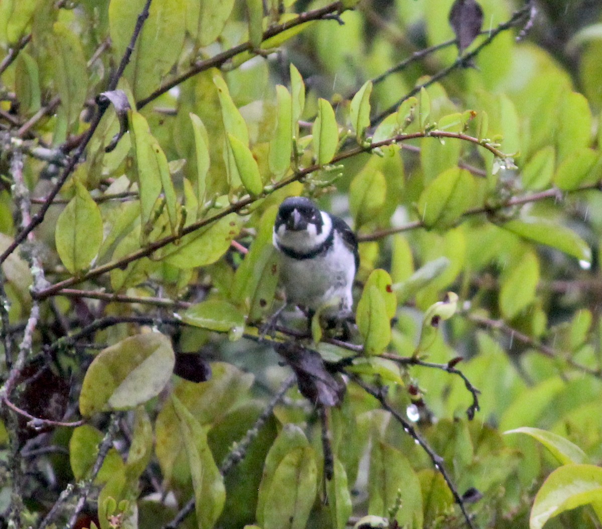 Variable Seedeater - ML526283751