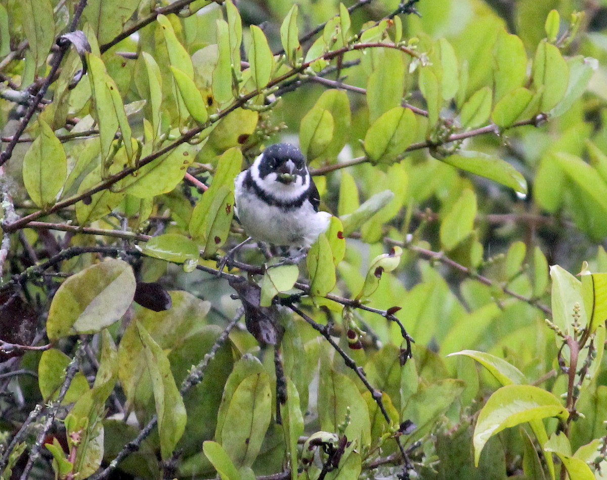Variable Seedeater - ML526283761