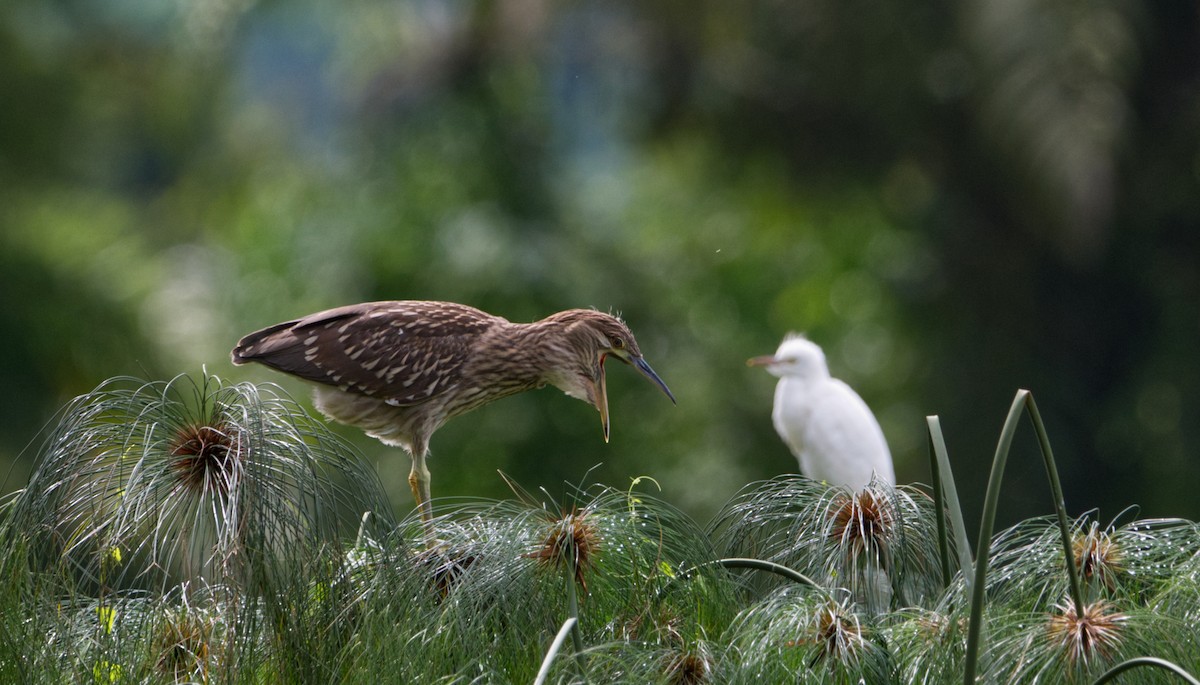 Black-crowned Night Heron - ML526283861