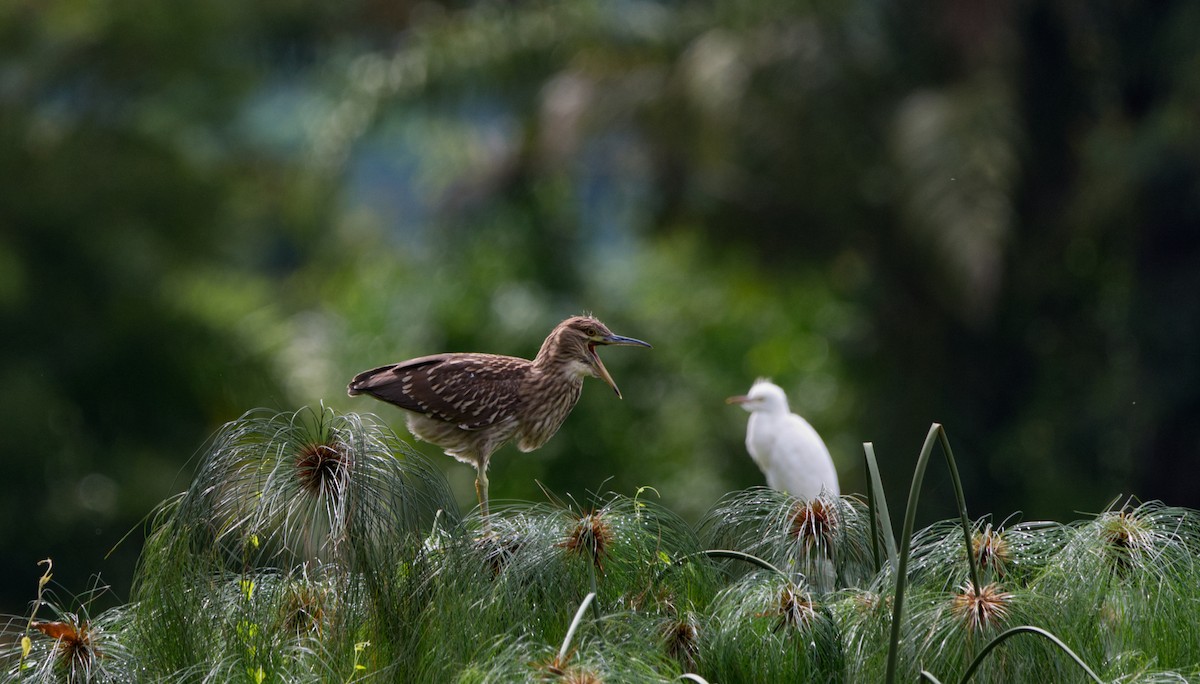 Black-crowned Night Heron - ML526283881