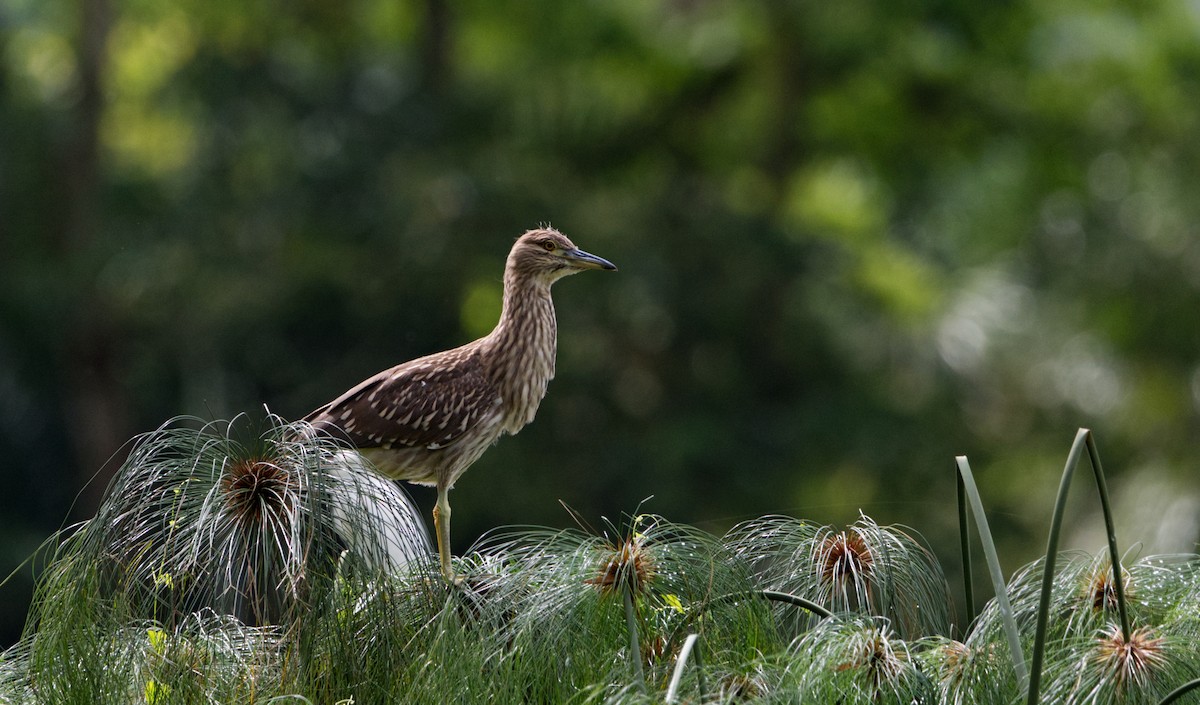 Black-crowned Night Heron - ML526284141