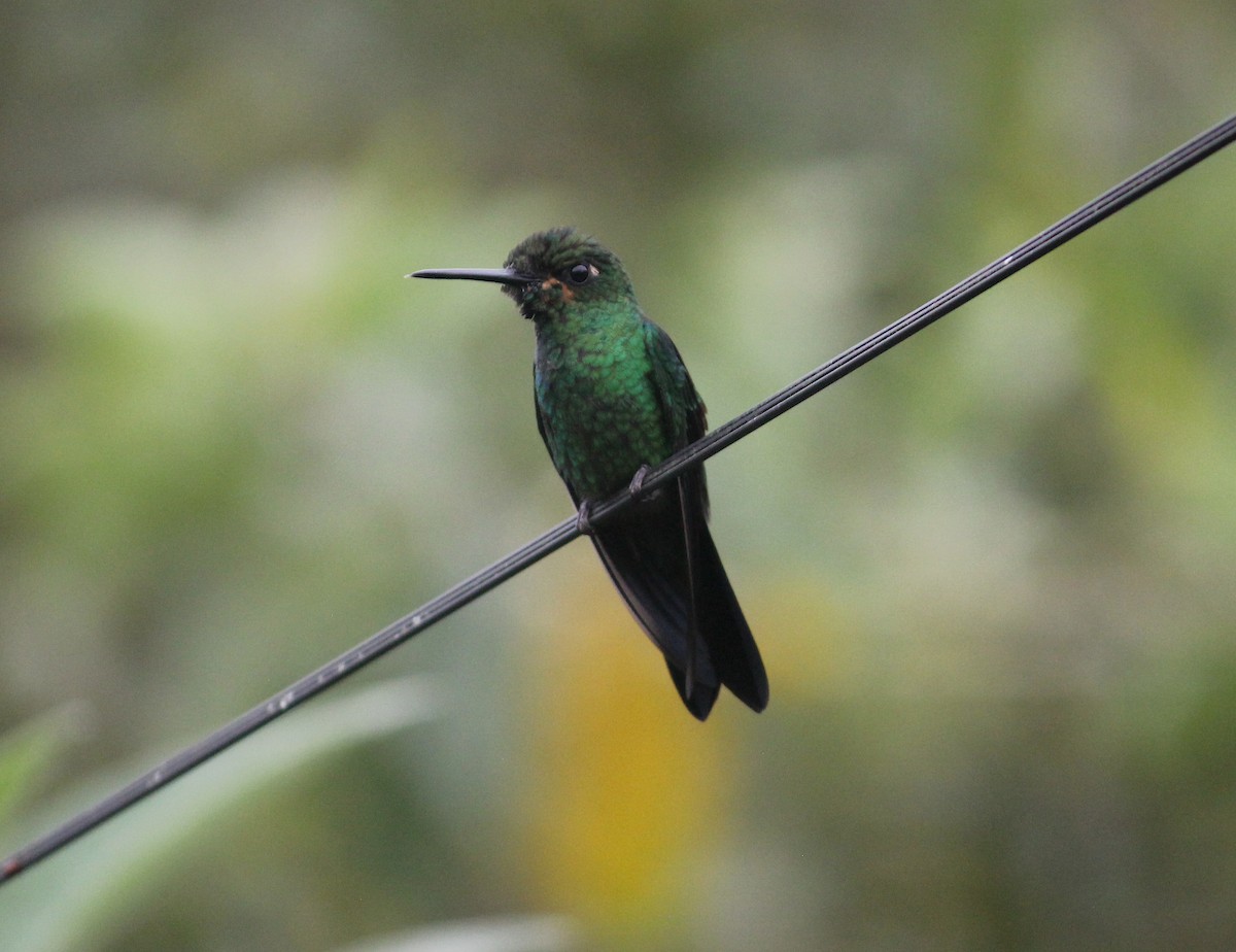 Green-crowned Brilliant - ML526285071