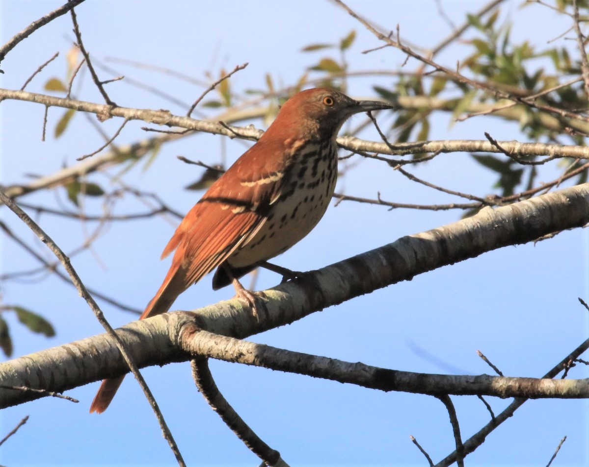 Brown Thrasher - Michele Butts