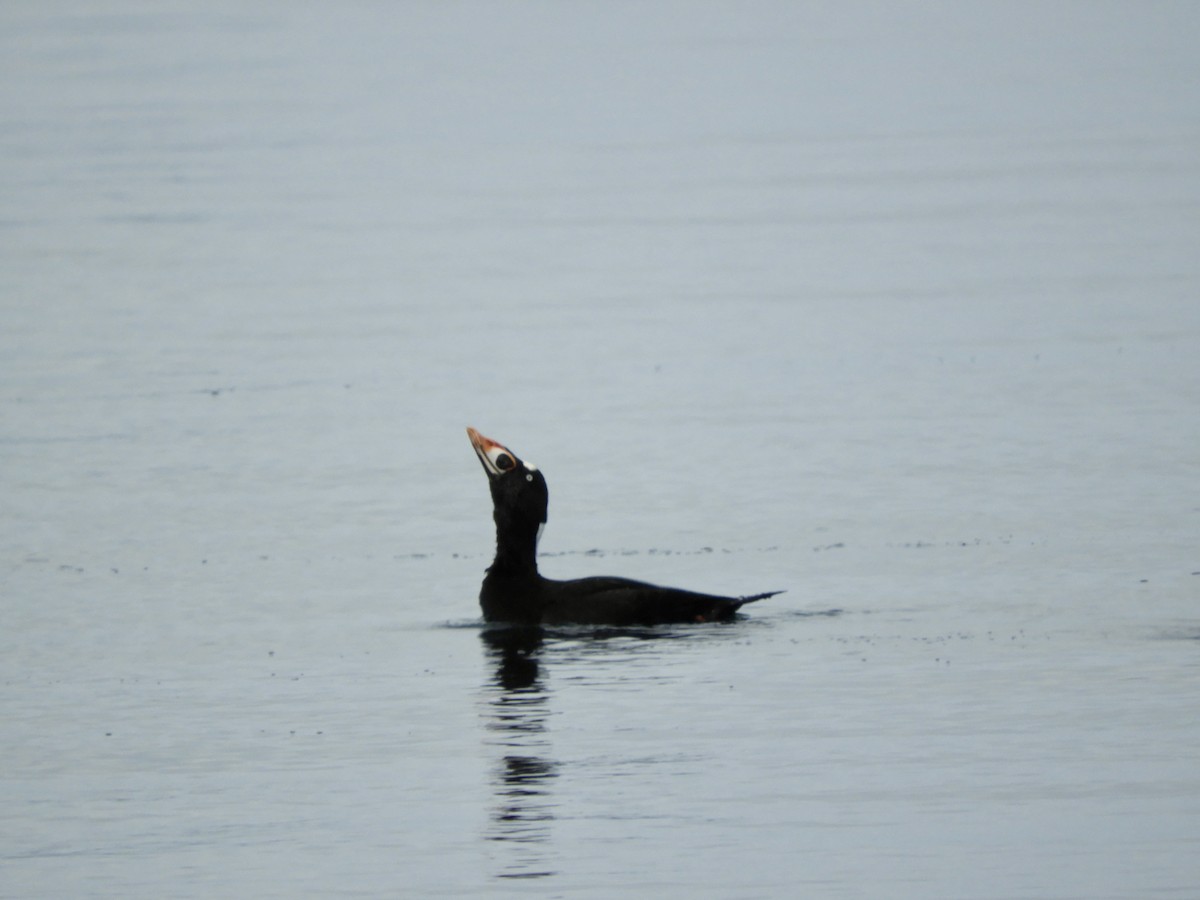Surf Scoter - ML526286051