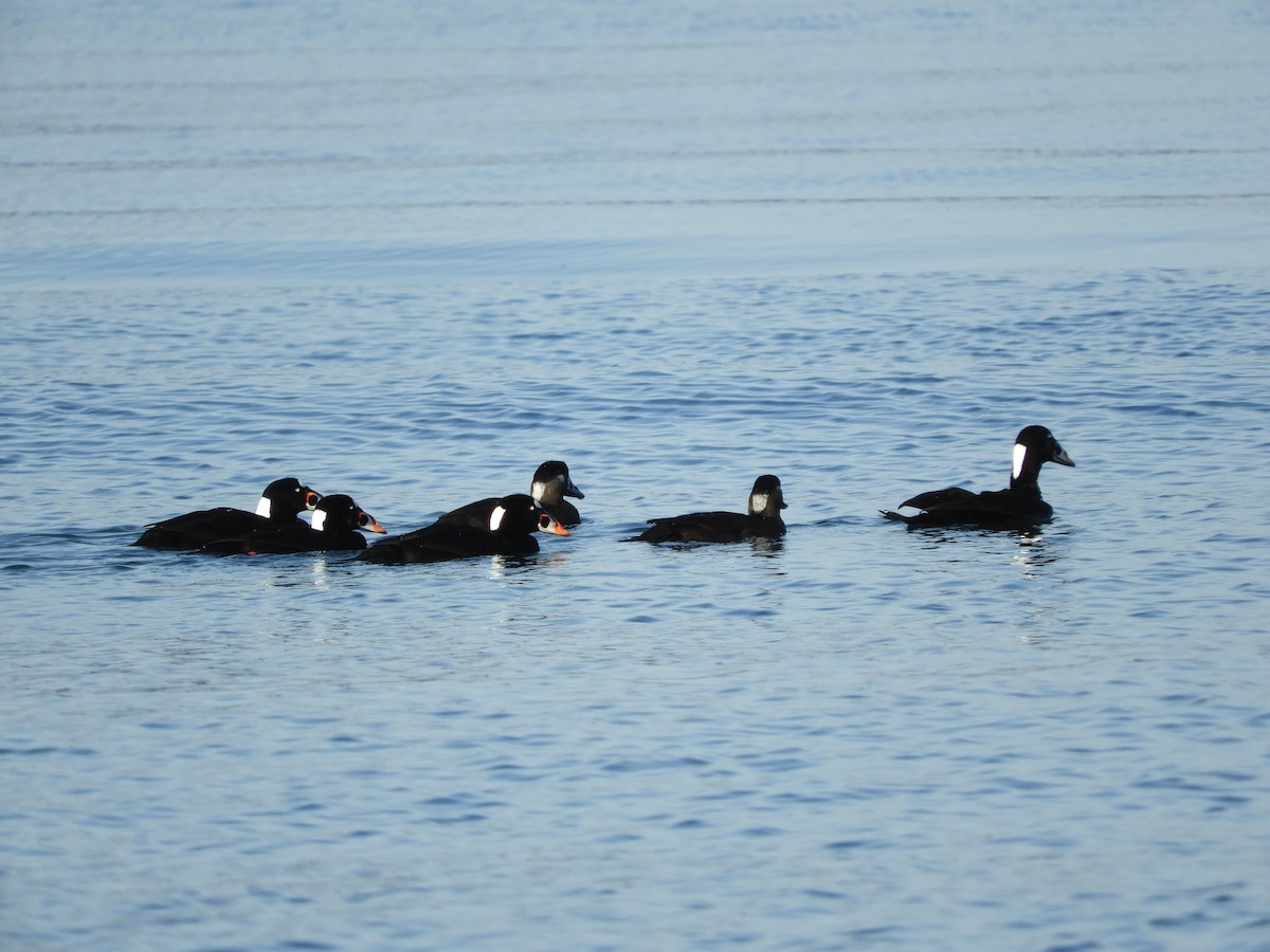 Surf Scoter - ML526286071