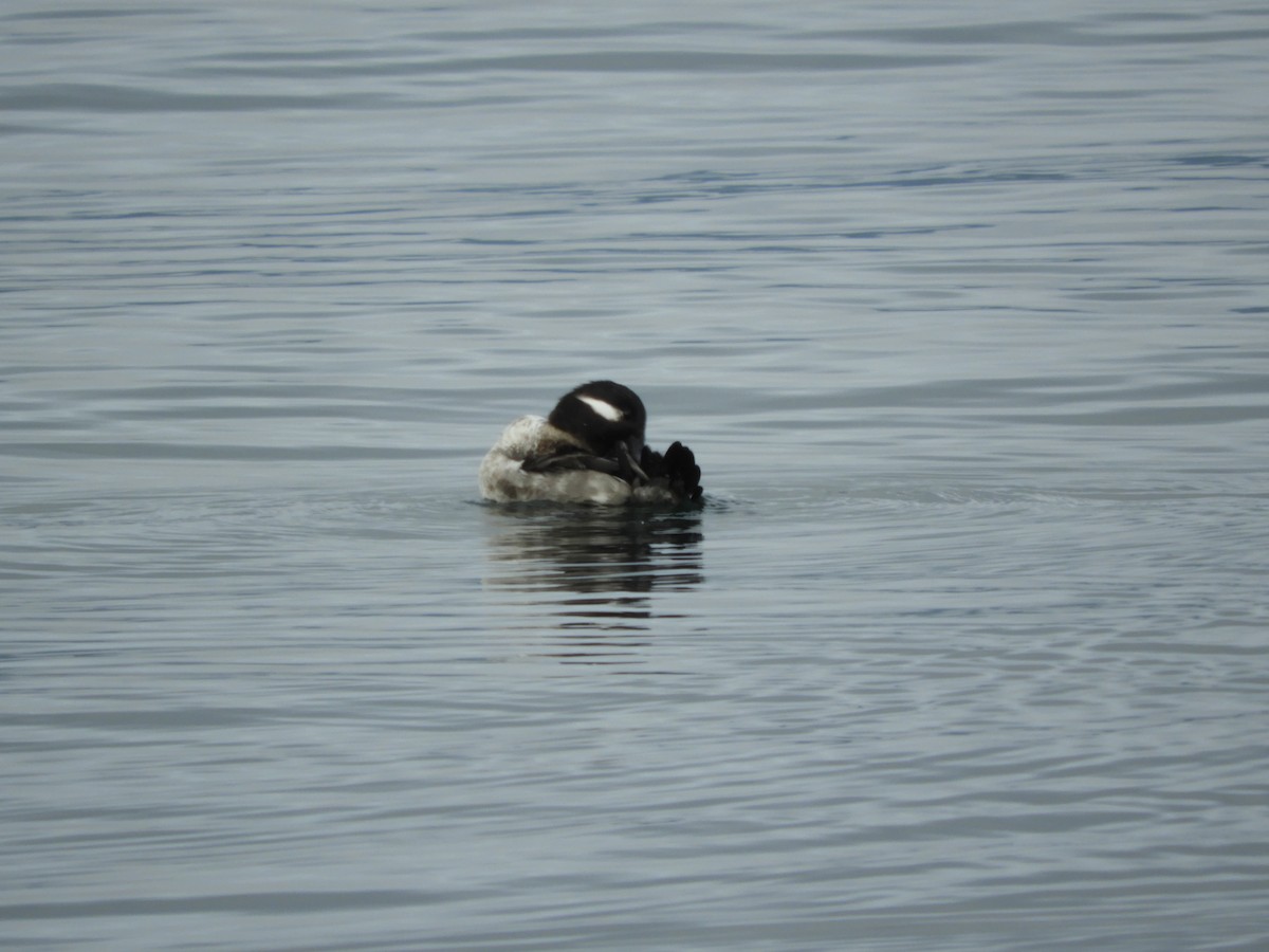 Bufflehead - ML526286111