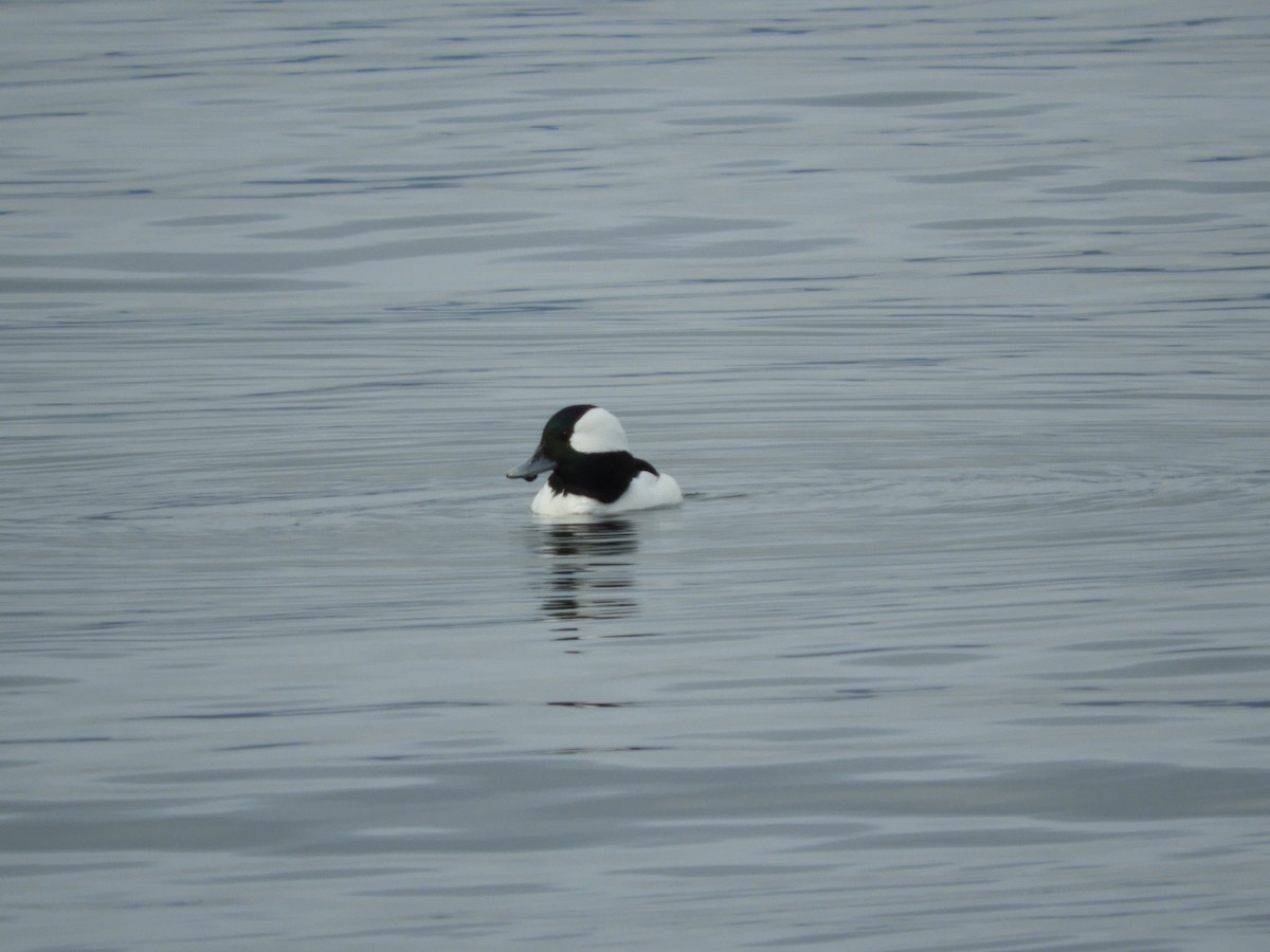 Bufflehead - ML526286121