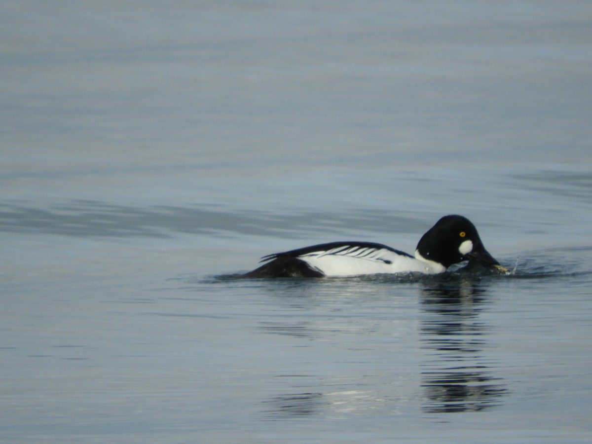 Common Goldeneye - ML526286171