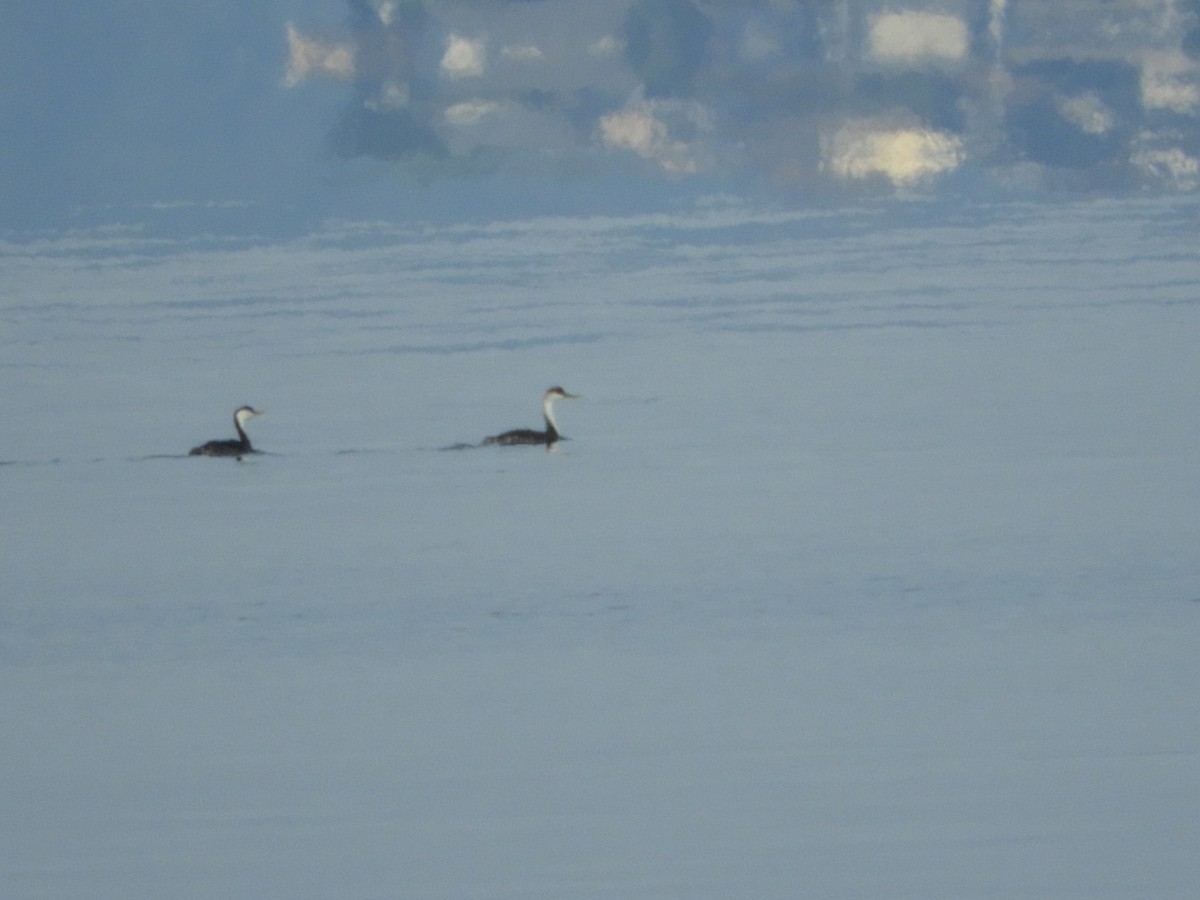 Western Grebe - ML526286211