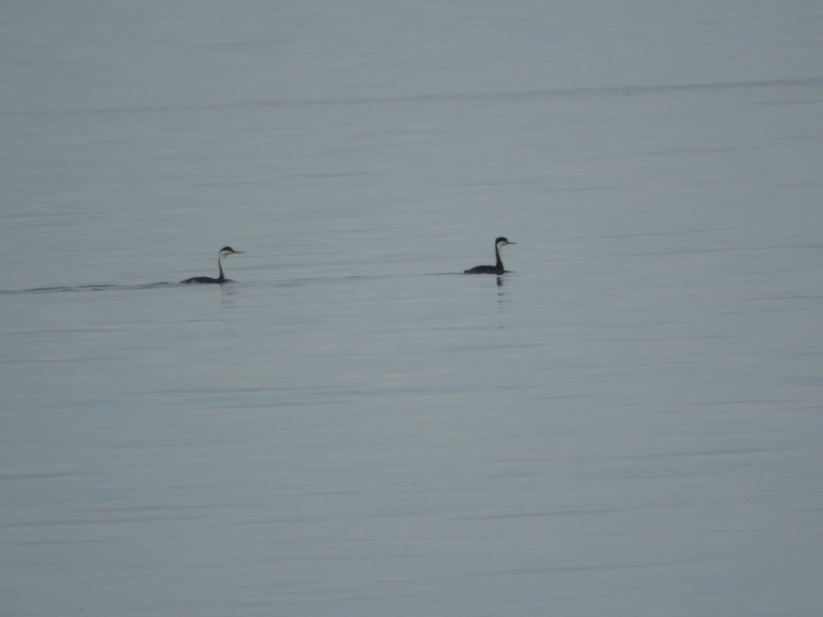 Western Grebe - ML526286231