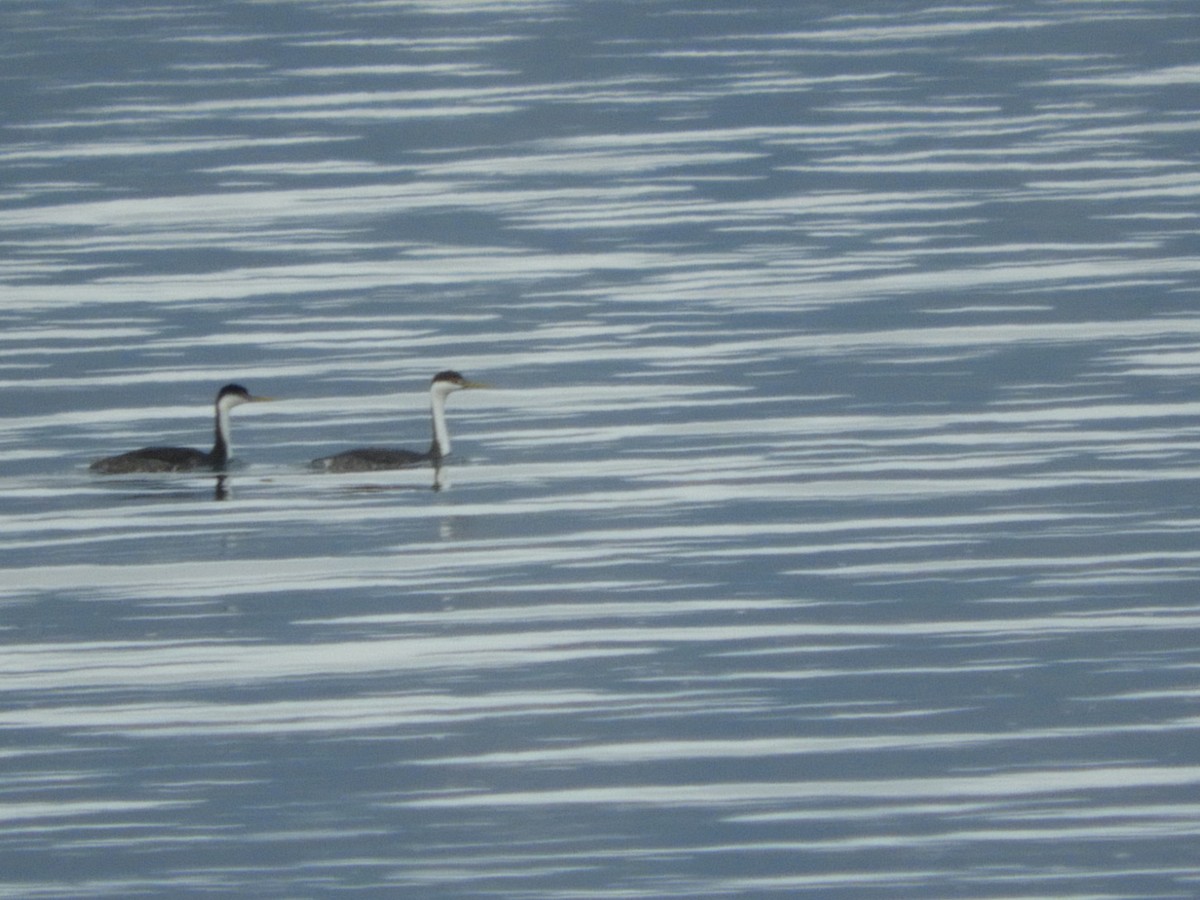 Western Grebe - ML526286241