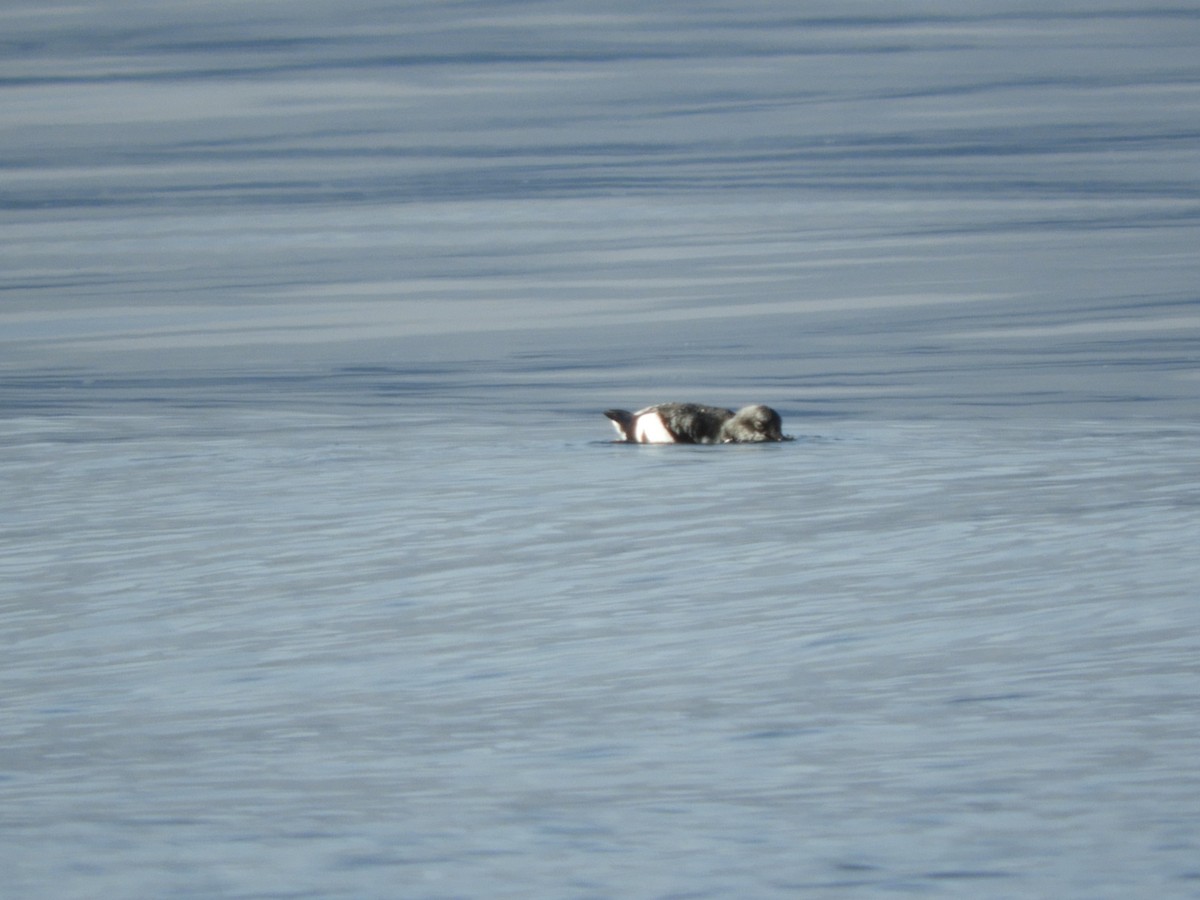 Pigeon Guillemot - ML526286331