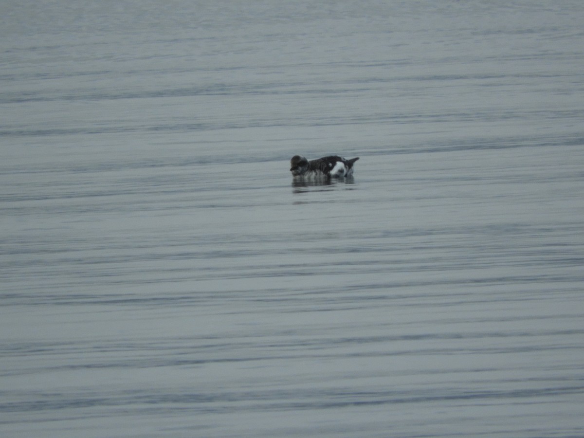 Pigeon Guillemot - ML526286341