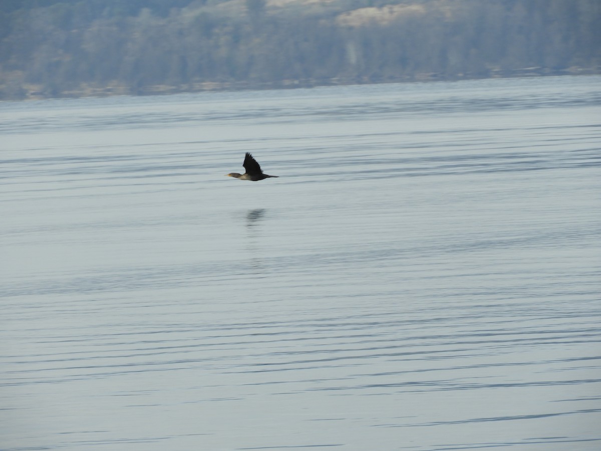 Double-crested Cormorant - ML526286361