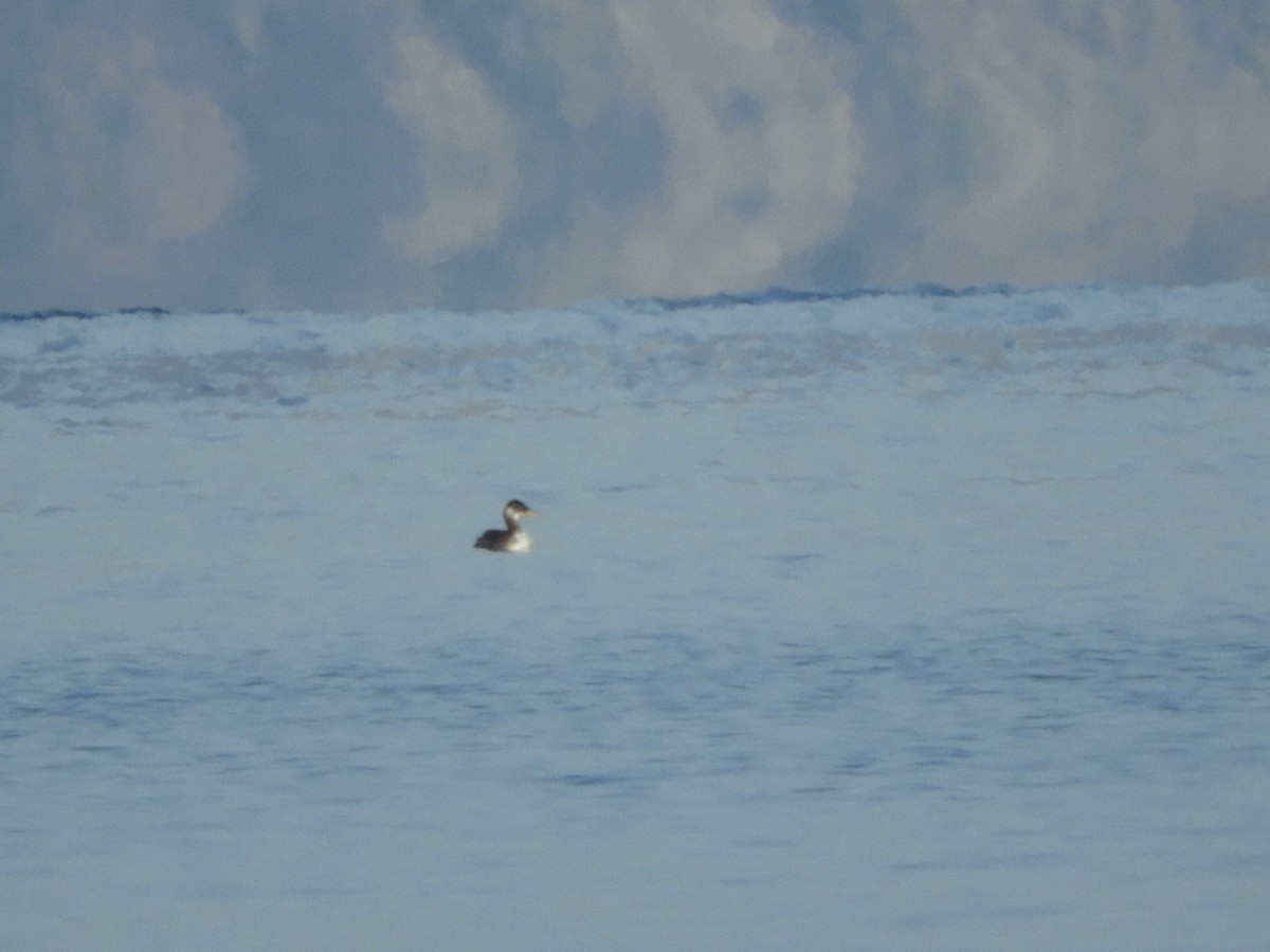 Red-necked Grebe - ML526286461