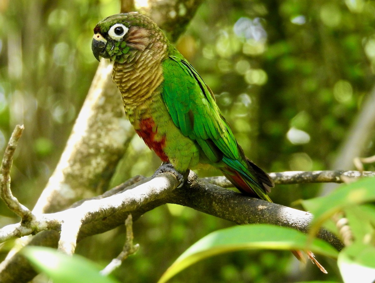 Maroon-bellied Parakeet - ML526288101