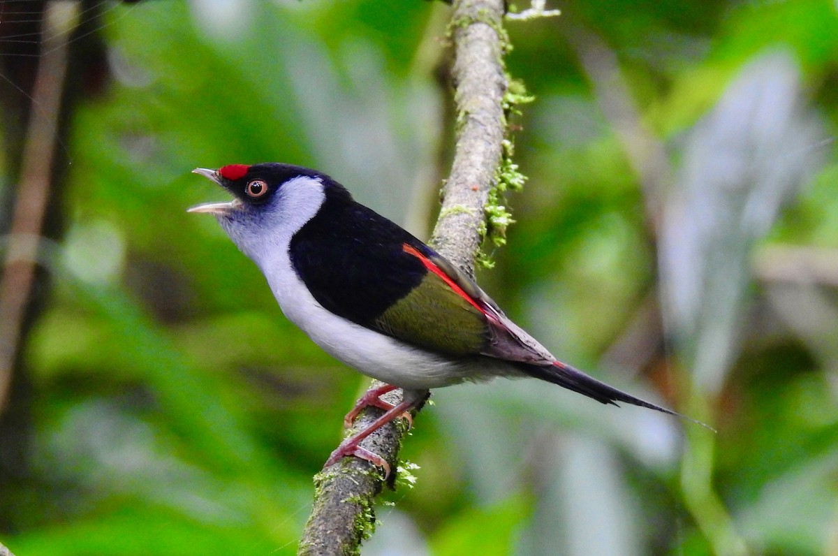 Pin-tailed Manakin - ML526288161