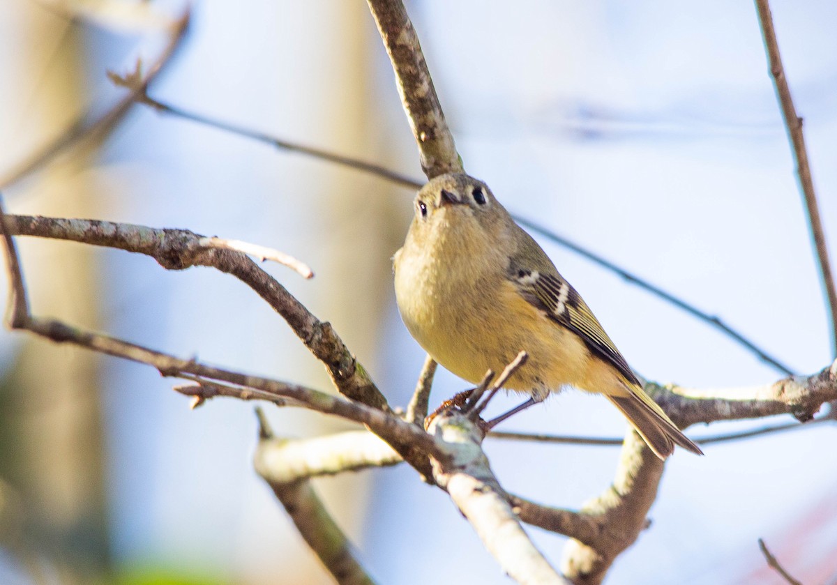 Ruby-crowned Kinglet - ML526288201