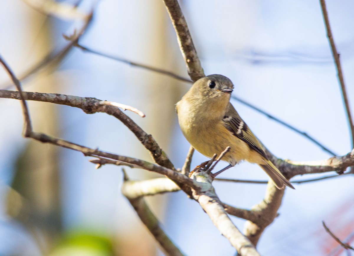 Ruby-crowned Kinglet - ML526288211