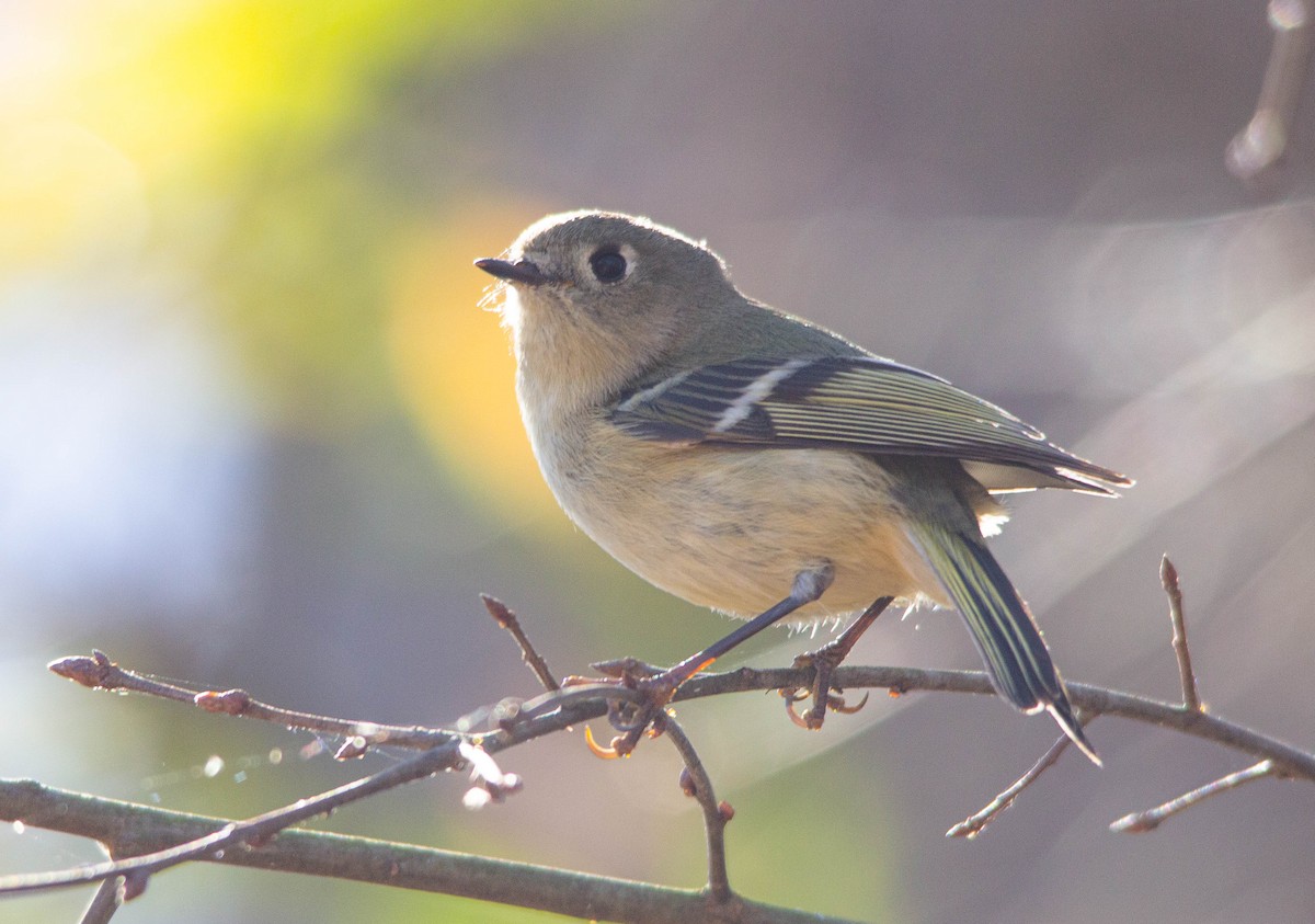 Ruby-crowned Kinglet - ML526288221