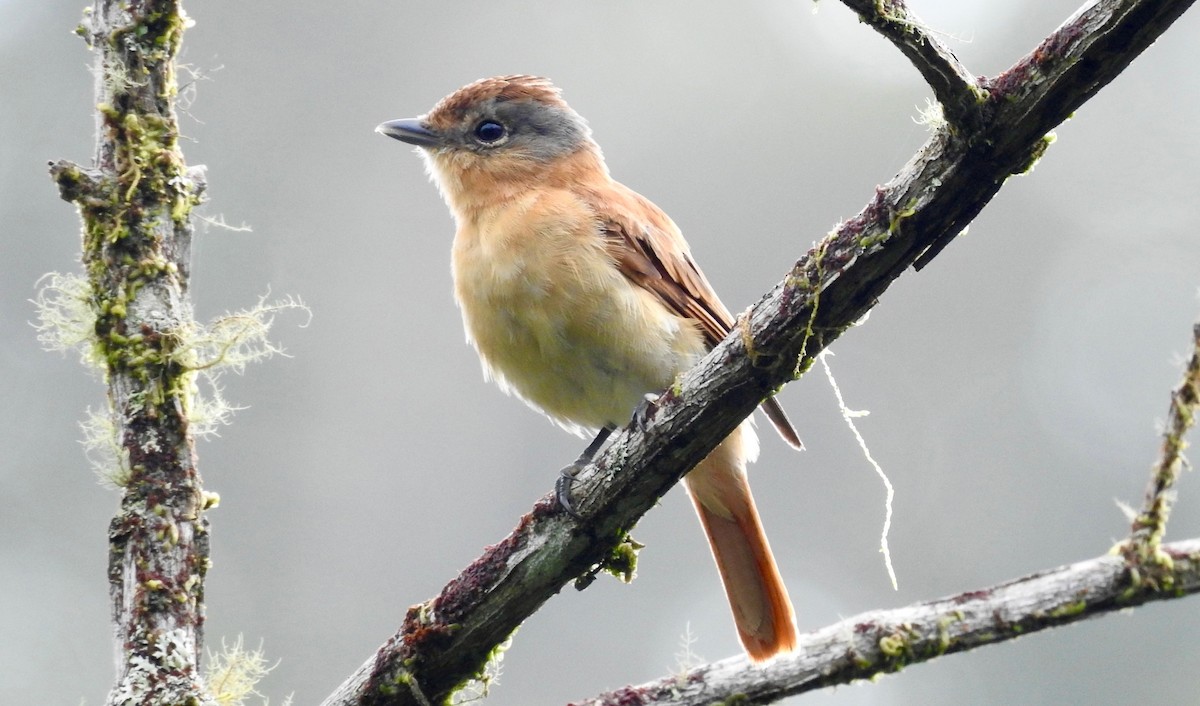 Chestnut-crowned Becard - ML526288251