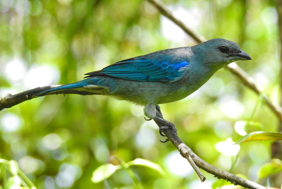 Azure-shouldered Tanager - ML526288381