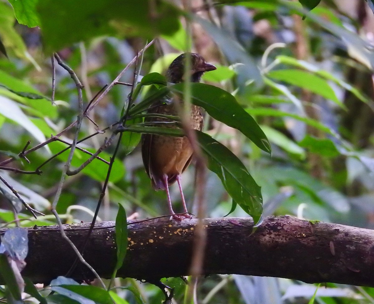 Variegated Antpitta - ML526288591