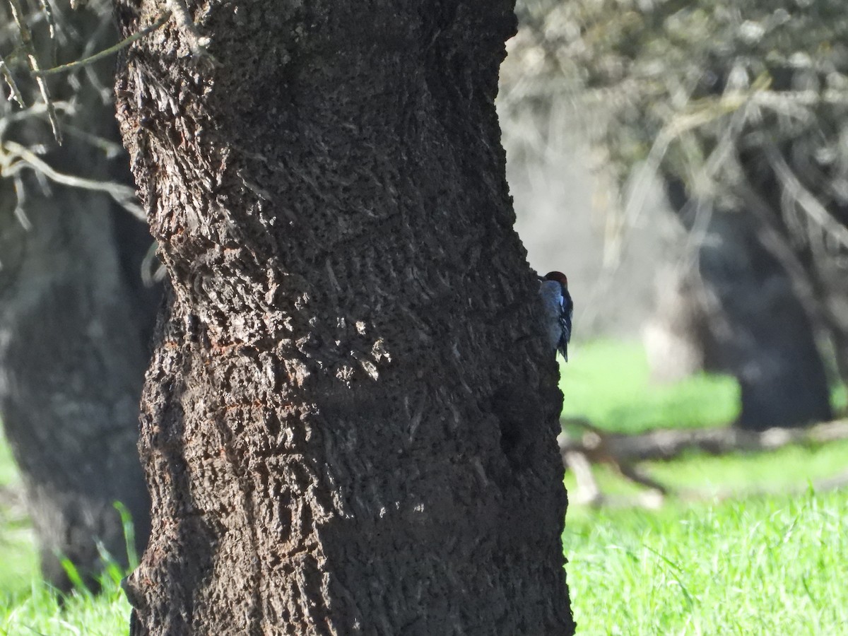 Red-breasted Sapsucker - ML526290551