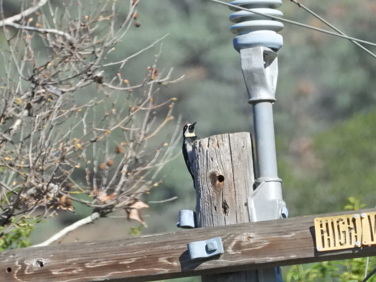 Acorn Woodpecker - ML526291151