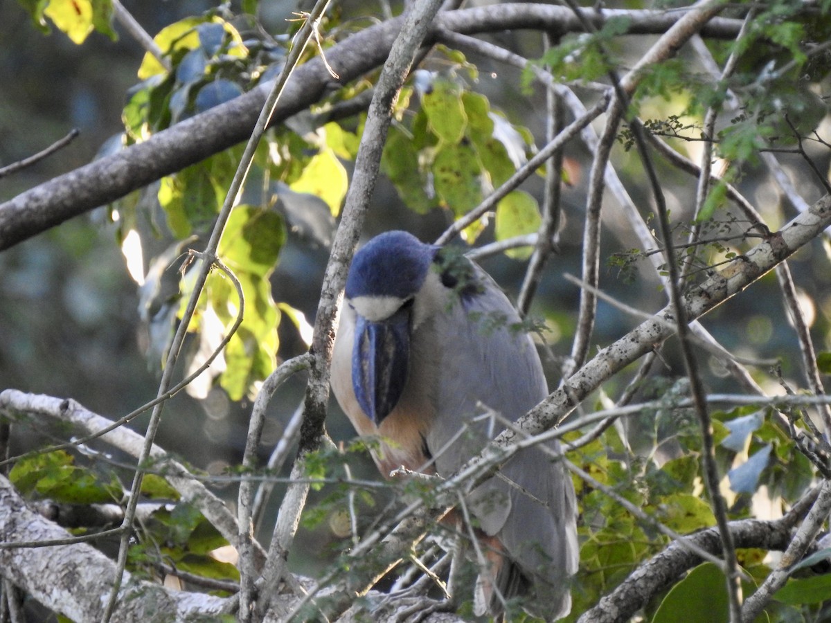 Boat-billed Heron - Kathryn McAleese