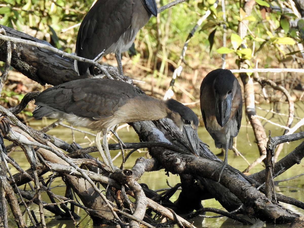 Boat-billed Heron - Kathryn McAleese