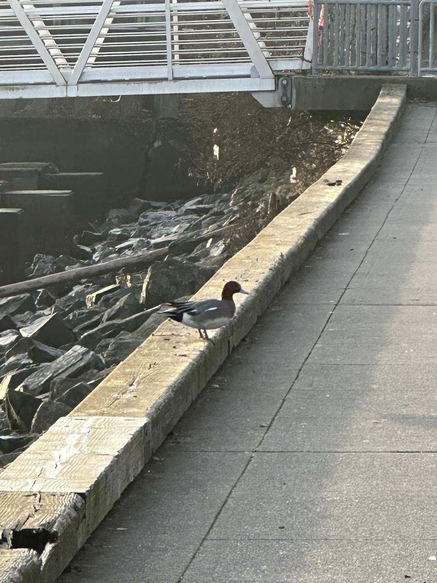 Canard siffleur - ML526292481