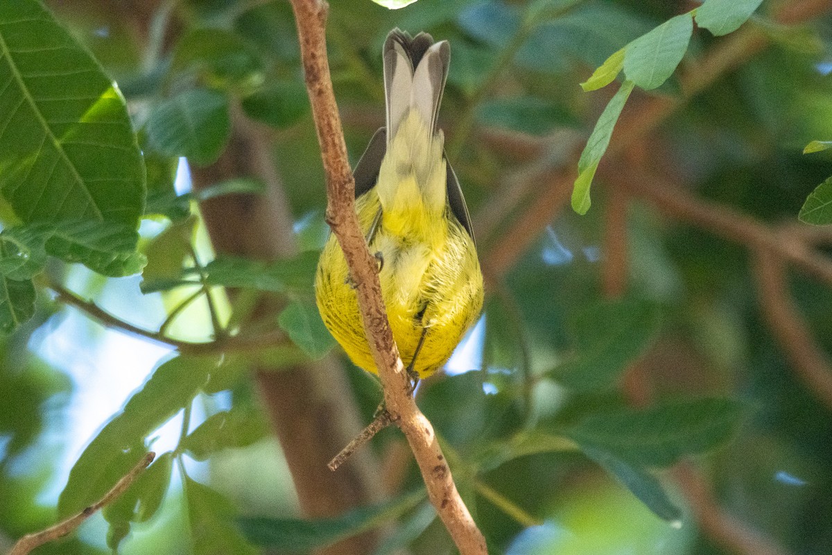 Prairie Warbler - ML526292721