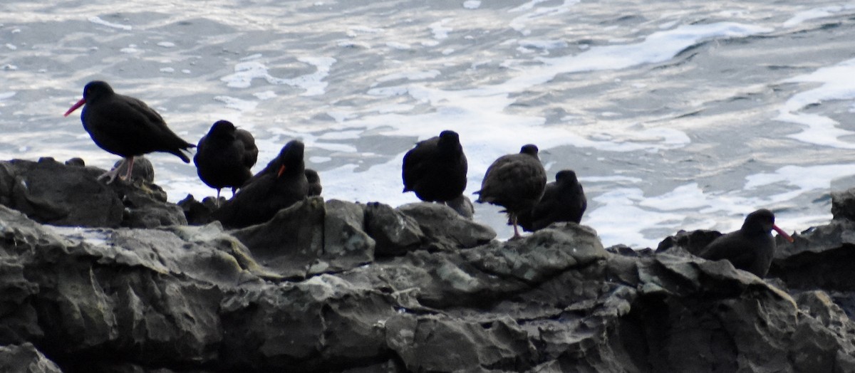 Black Oystercatcher - ML526295201