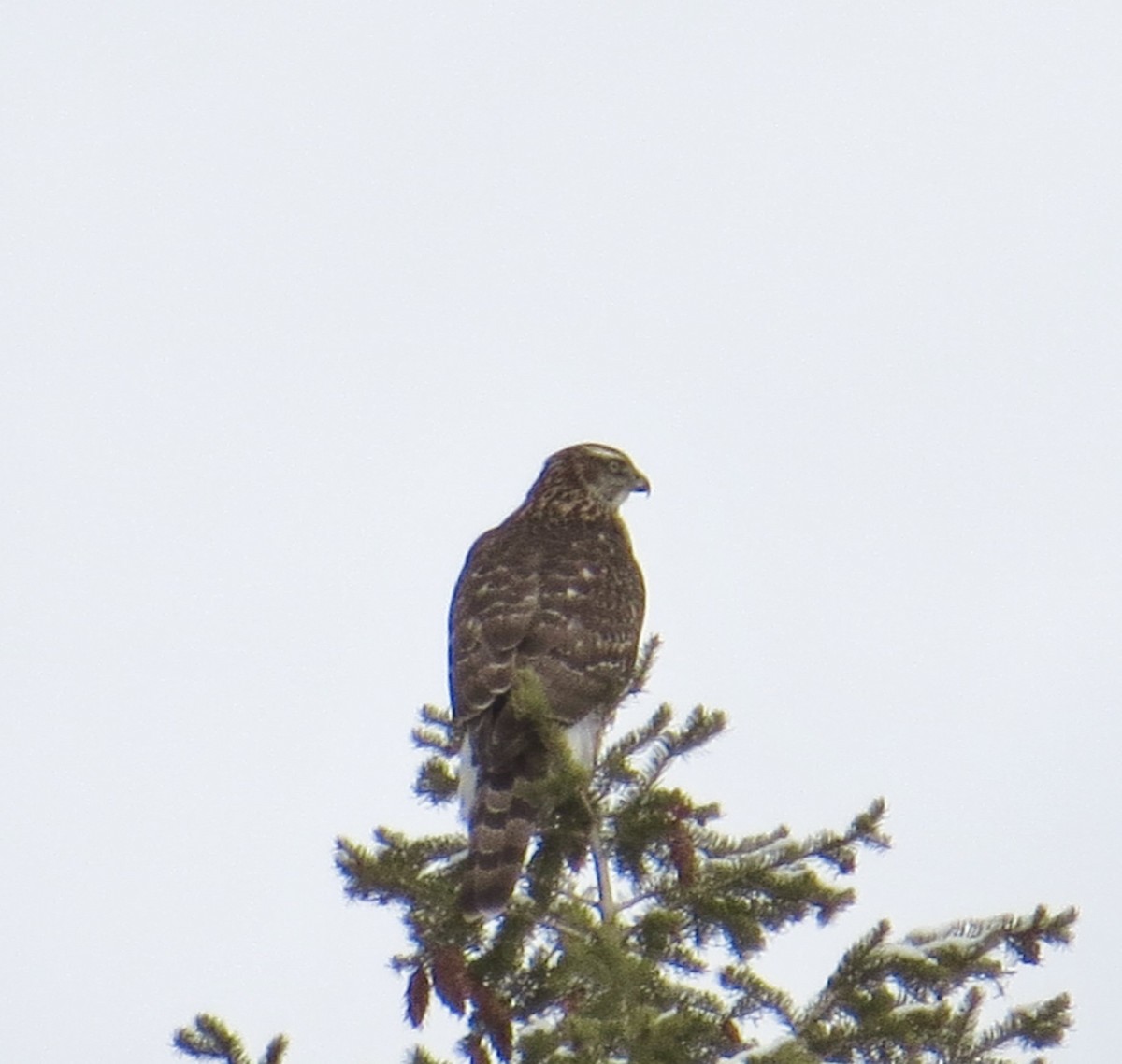 American Goshawk - ML526295771