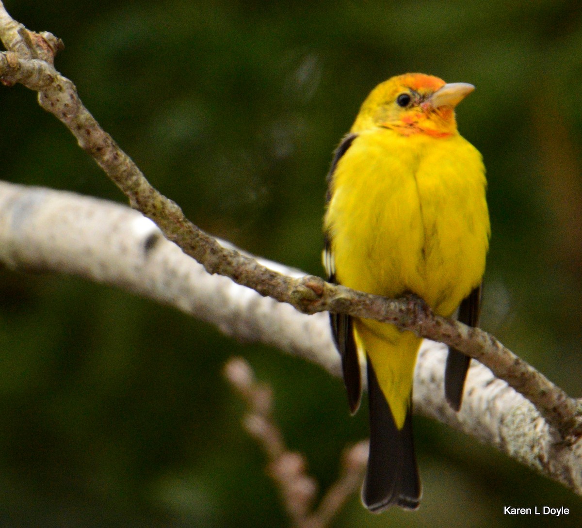 Western Tanager - Karen Doyle